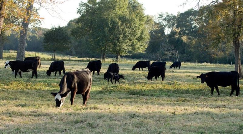 Black cattle grazing on green pasture dotted with trees at Circle J Ranch in Hempstead, Texas.